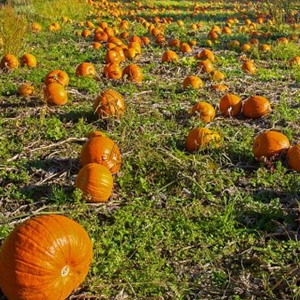 Green Bluff Orchards